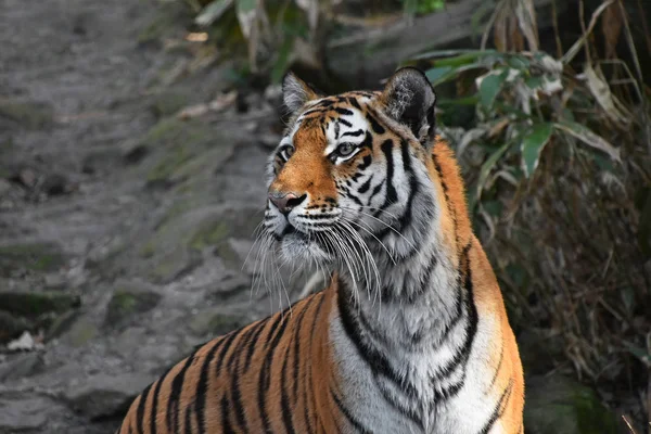 Primer retrato lateral del tigre de Amur siberiano — Foto de Stock