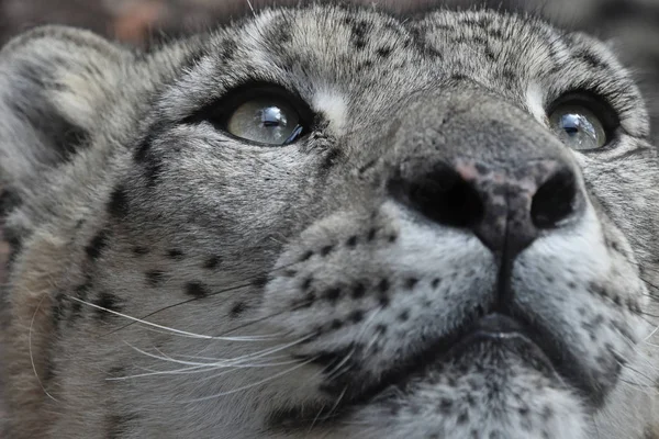 Extremo retrato de cerca de leopardo de la nieve —  Fotos de Stock