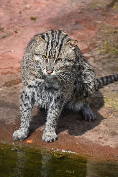 Portrait of wet fishing cat looking at camera