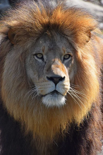 Close up retrato de leão africano — Fotografia de Stock