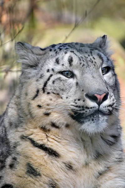 Portret snow Leopard z bliska — Zdjęcie stockowe