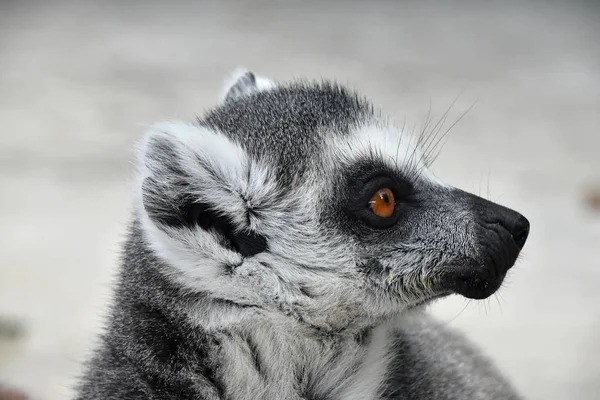 Portret ogoniasty lemur catta z bliska — Zdjęcie stockowe
