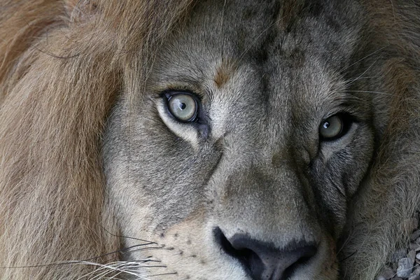 Extreme close-up portret van Afrikaanse leeuw — Stockfoto