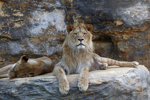 Jonge mannetjes Afrikaanse leeuw opleggen van de rots — Stockfoto