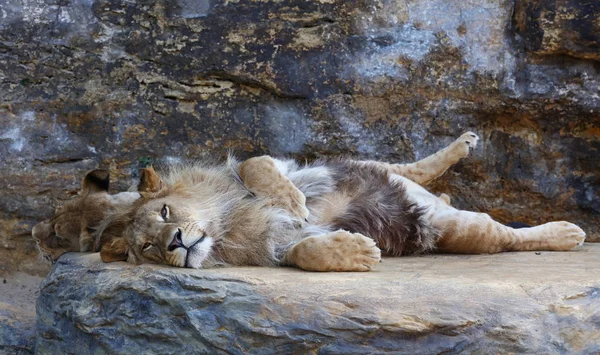 Молодой африканский лев лежит на скале — стоковое фото