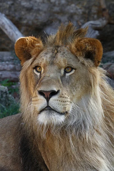 Close up retrato de jovem leão africano masculino — Fotografia de Stock