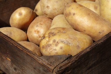 Antika ahşap kutusunda büyük yeni patates yakın çekim