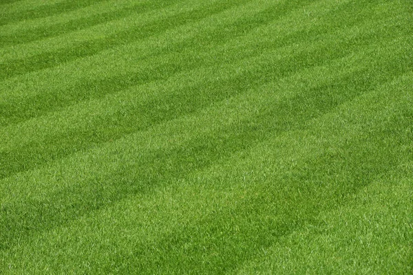 Pelouse verte d'herbe fraîche du terrain de football — Photo