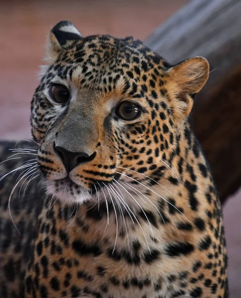 Portret Amur Leopard z bliska — Zdjęcie stockowe