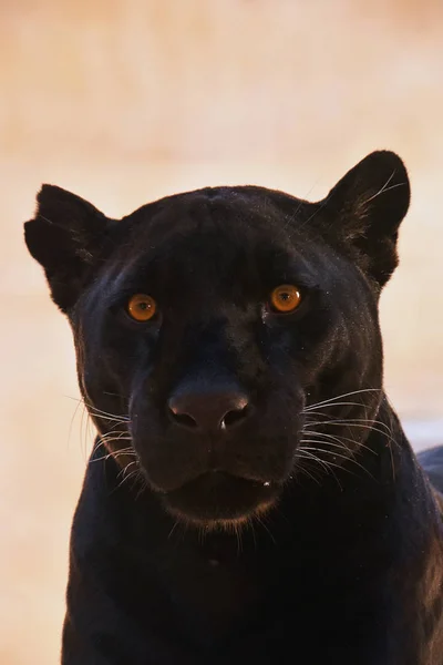 Portret Czarny jaguar (Panthera onca z bliska) — Zdjęcie stockowe