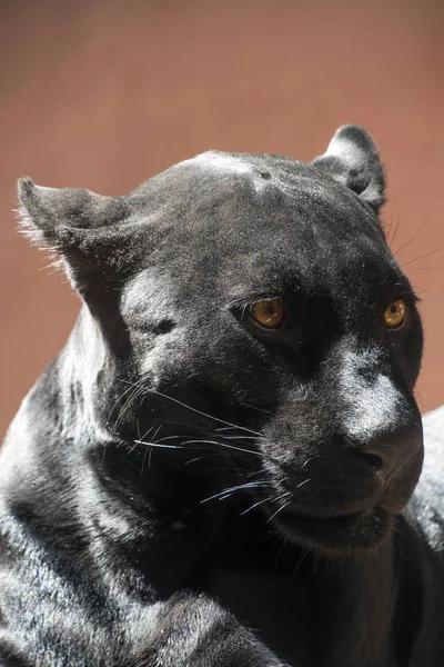 Detailní záběr straně portrét Panther černý jaguár — Stock fotografie