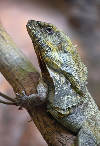 Close up side portrait of frilled lizard on tree — Stock Photo, Image