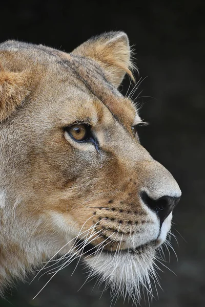 Portret kobiety lwica Afryki z bliska — Zdjęcie stockowe