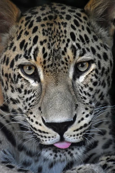 Portret Amur Leopard z języka z bliska — Zdjęcie stockowe