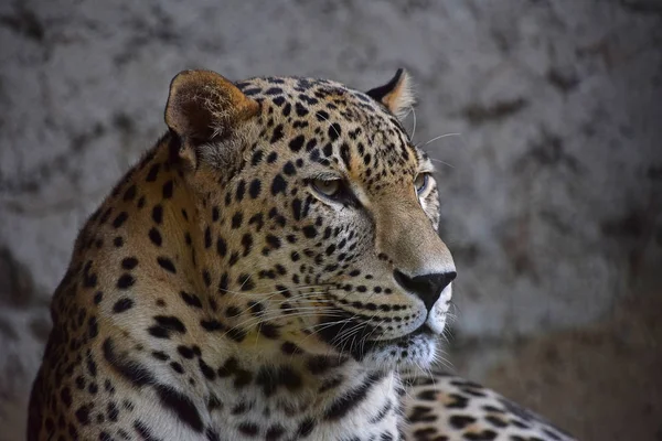 Retrato de cerca del leopardo Amur sobre rocas —  Fotos de Stock