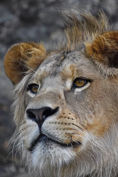 Extreme close-up portret van jonge Afrikaanse leeuw — Stockfoto