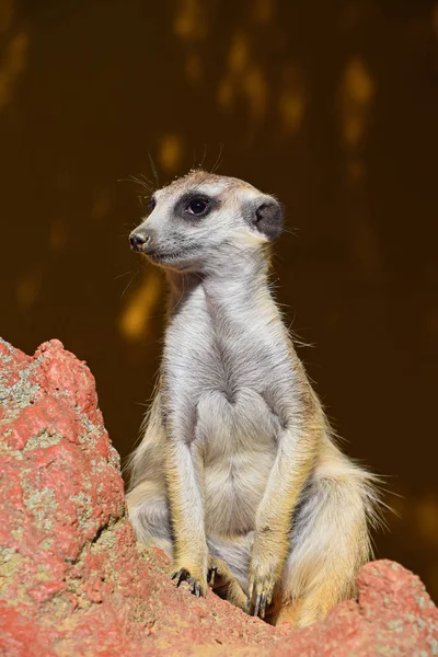 Close up retrato de meerkat olhando para longe — Fotografia de Stock