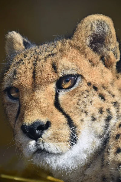 Extremo retrato de cerca de guepardo —  Fotos de Stock