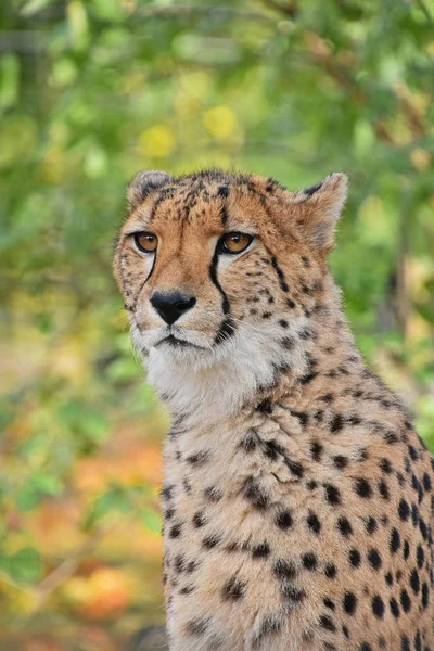 Retrato de cerca de Cheetah — Foto de Stock