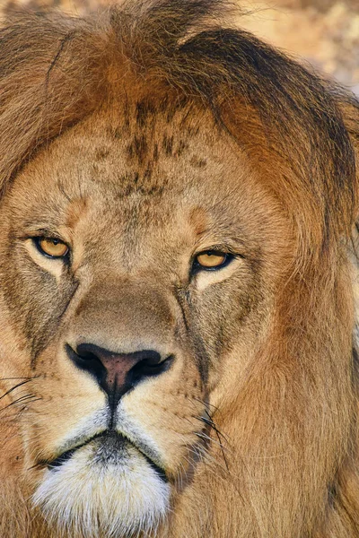 Close up portrait of male African lion — Stock Photo, Image