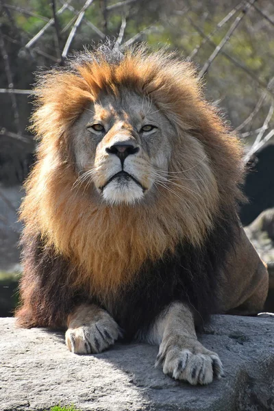Nahaufnahme Porträt des Löwen, der in die Kamera schaut — Stockfoto