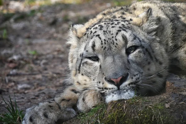 Primer plano retrato de leopardo de la nieve — Foto de Stock