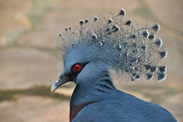 Close up side portrait of Victoria crowned pigeon — Stock Photo, Image