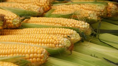 Perakende olarak taze corncobs yakın çekim