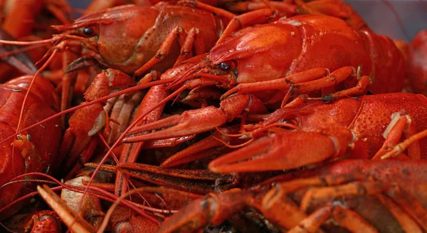 Pişmiş kırmızı kerevides plakalı bölümünü kapat