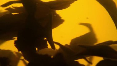 Yeşil çay float spin cam çaydanlık yaprakları.