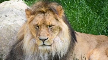 Erkek aslan portre kadar kapatın