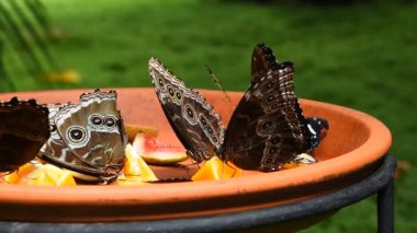 Kahverengi ve mavi tropikal yeme meyve kelebekler