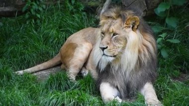 Erkek aslan portre kadar kapatın