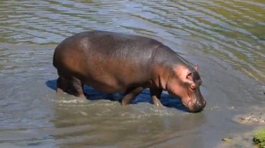 Sudan elde yürüyen bir su aygırı kadar kapatın