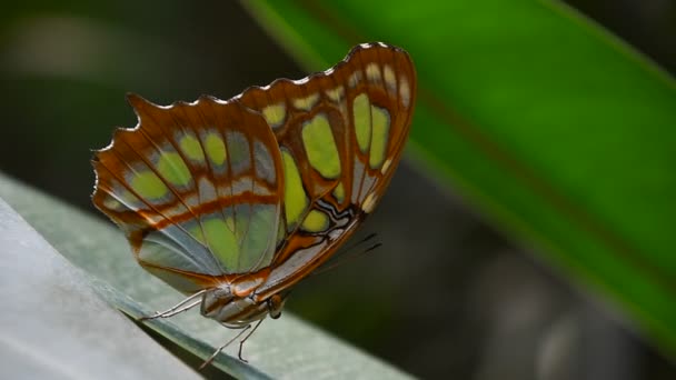 Farfalla tropicale verde e marrone su foglia — Video Stock