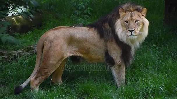 Close up side portrait of male lion standing — Stock Video