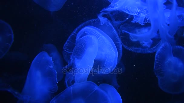 De nombreuses méduses nagent dans l'eau à la lumière bleue — Video