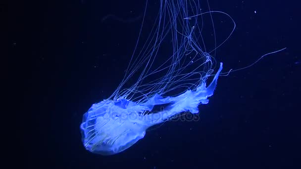 One jellyfish swimming in water in blue light — Stock Video