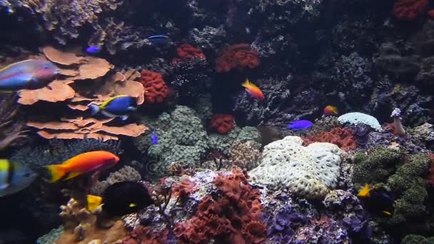 Colorful see fishes in aquarium close up — Stock Video