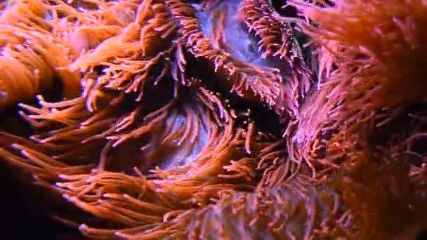 Fermer anémones de mer roses dans l'eau de l'aquarium — Video