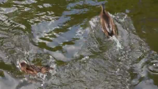 Canard, colvert, groupe, plusieurs, nager, rangée, flotteur, rapide, actif, chasse, nourriture, compétition, lutte, eau, ondulations, vagues, troupeau ,