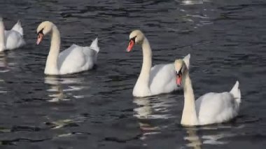 Kapalı kapılar ardında beyaz kuğular yüzer ve kürek çeker.