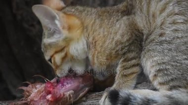 Tavuk eti yeme Arap yaban kedisi kedi yavrusu