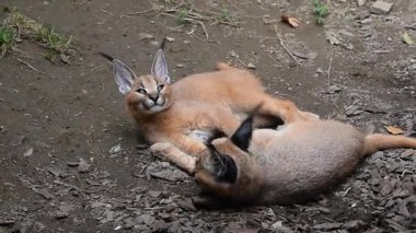 Dinlenme iki bebek karakulak yavru kedi yakın çekim