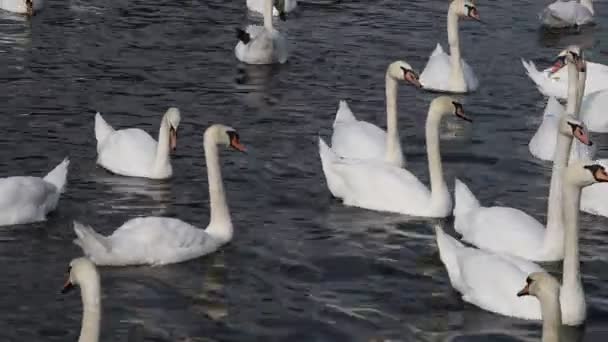 Weiße Schwäne aus nächster Nähe schwimmen und rudern im Wasser — Stockvideo