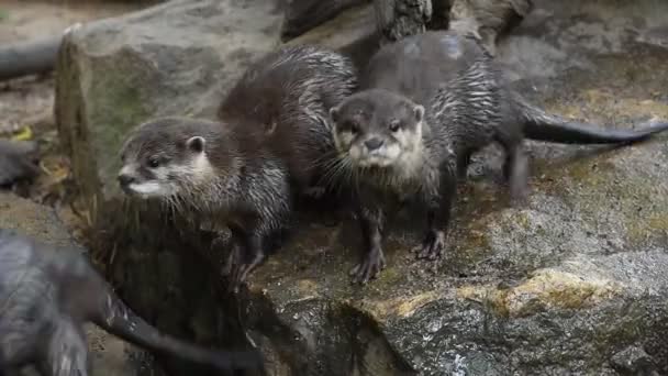Several river otters run and scream on rocks — Stock Video