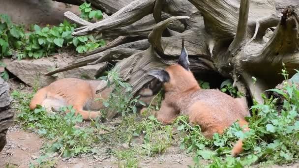 Primo piano di tre gattini caracal bambino che giocano — Video Stock