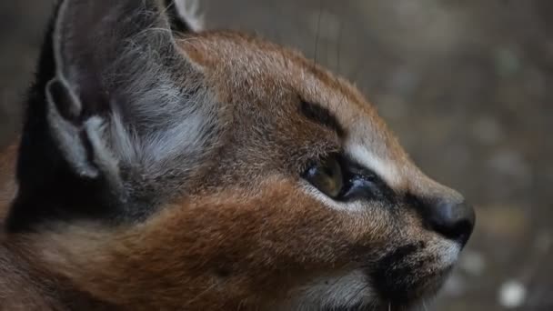 Close-up van profiel portret van baby karakal kitten — Stockvideo