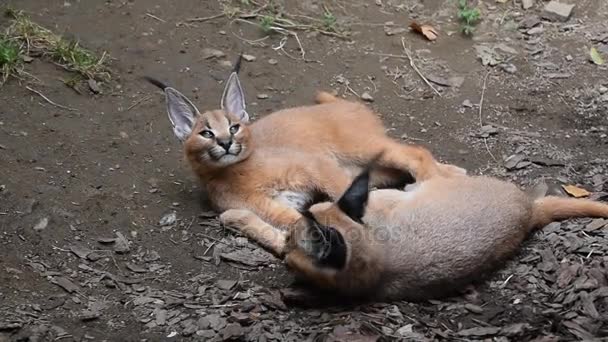 Close-up van twee baby karakal kittens rusten — Stockvideo