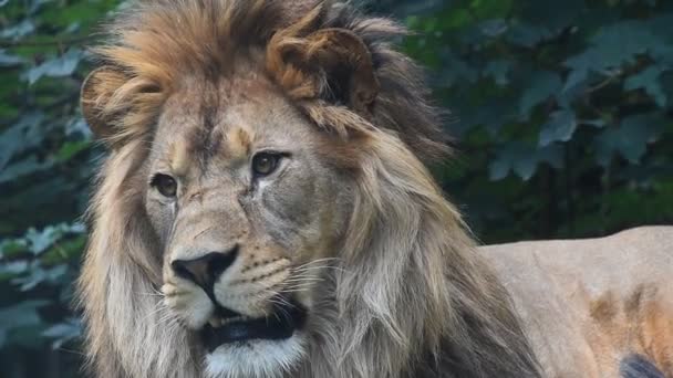 Extreme close up portrait of male lion yawning — Stock Video